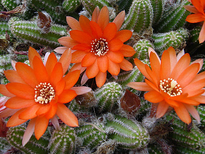 땅콩선인장 사진 - Chamaecereus silvestii Photos
