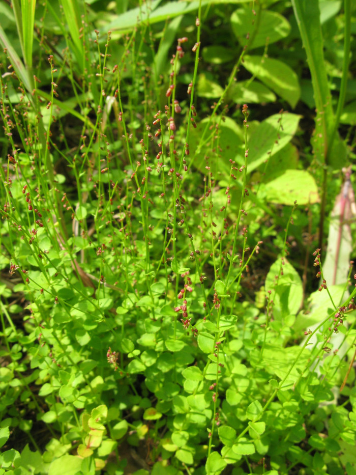 개미탑 - Haloragis micrantha (Thunb.) R.Br. ex Siebold & Zucc.