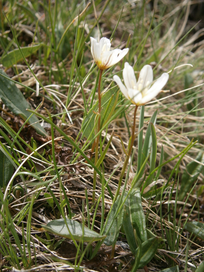 개감채 - Lloydia serotina (L.) Rchb.