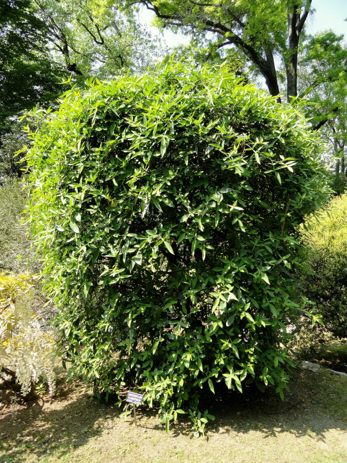 개산초 - Zanthoxylum planispinum Siebold & Zucc.