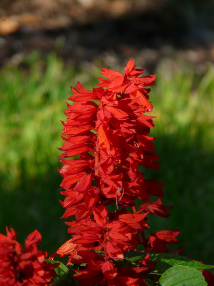 사루비아 - fire sage,, Salvia splendens Ker.
