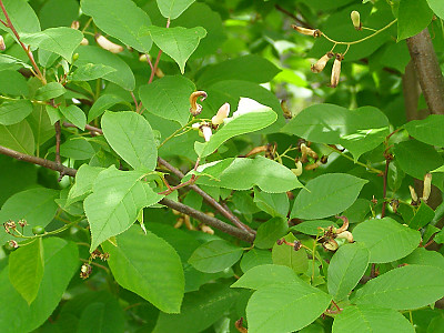 귀룽나무 사진 - Prunus padus L. for. padus Photos