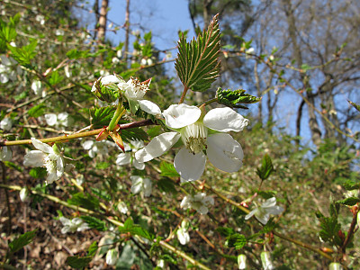 단풍딸기 사진 - Rubus palmatus Thunb. Photos