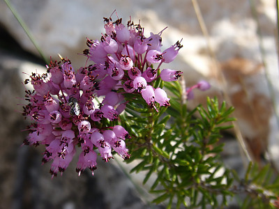 구석남 사진 - Erica melanthera Photos
