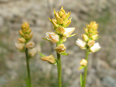 끈적쥐꼬리풀 사진 - Aletris foliata (Maxim.) Makino & Nemote Photos