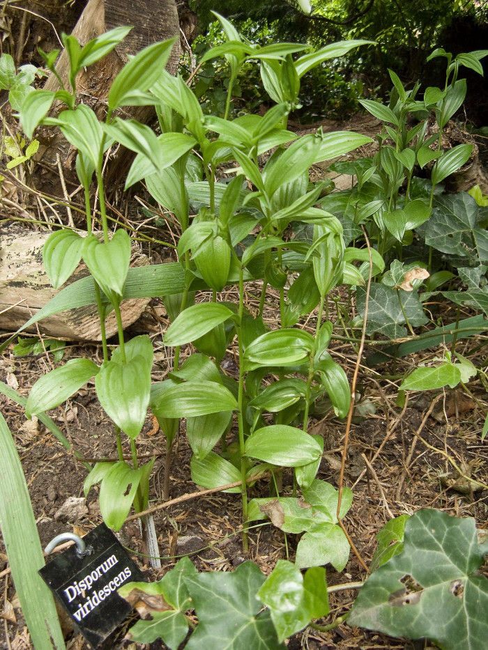 큰애기나리 - Disporum viridescens (Maxim.) Nakai