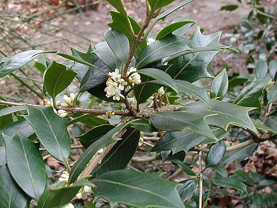 구골나무 사진 - Osmanthus heterophyllus (G.Don) P.S.Green Photos