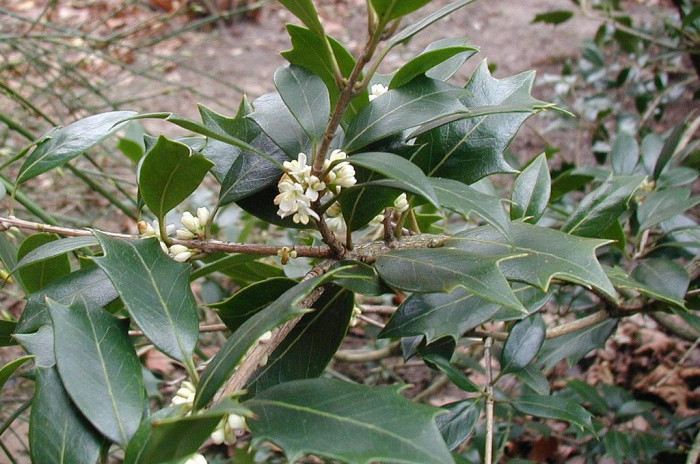 구골나무 - Osmanthus heterophyllus (G.Don) P.S.Green