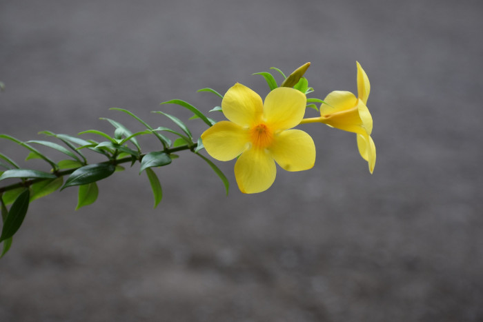 알라만다 - Allamanda