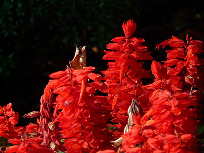사루비아 사진 - Salvia splendens Ker. Photos