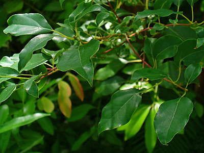 녹나무 사진 - Cinnamomum camphora (L.) J.Presl Photos