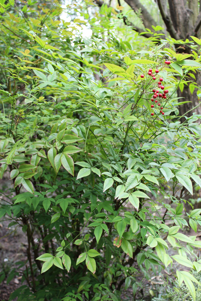 남천 - Heavenly bamboo, Nandina domestica Thunb.