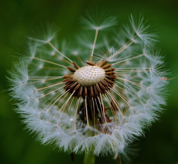 민들레 - dandelion, Taraxacum mongolicum
