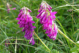 넓은묏황기 - Hedysarum hedysaroides Schinz & Thell.