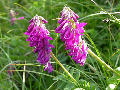 넓은묏황기 사진 - Hedysarum hedysaroides Schinz & Thell. Photos
