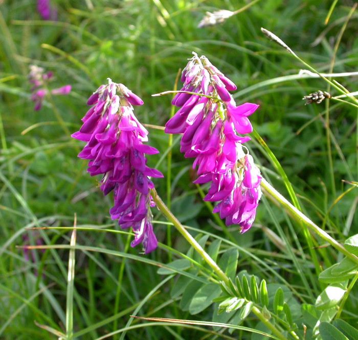 넓은묏황기 - Hedysarum hedysaroides Schinz & Thell.