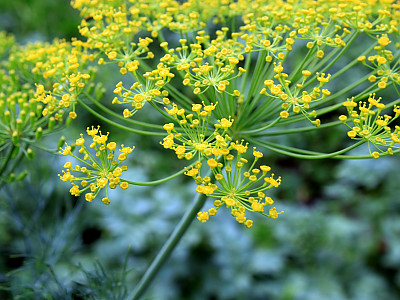 딜 사진 - Anethum graveolens Photos