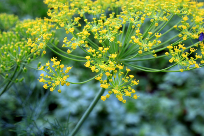딜 - dill, Anethum graveolens