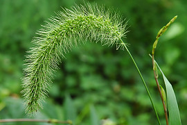 가을강아지풀 - Setaria faberi Herrm.
