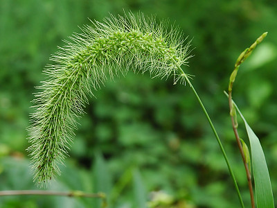 가을강아지풀 사진 - Setaria faberi Herrm. Photos