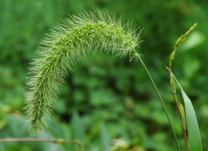가을강아지풀 - Setaria faberi Herrm.