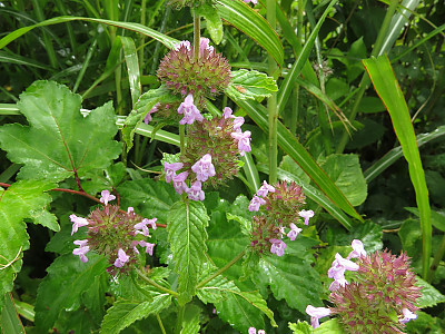 꽃층층이꽃 사진 - Clinopodium chinense var. grandiflora (Maxim.) Kitag. Photos