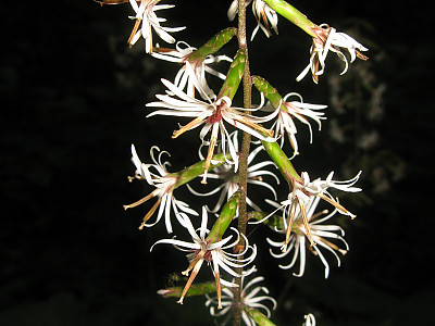 가야단풍취 사진 - Ainsliaea acerifolia var. subapoda Nakai Photos