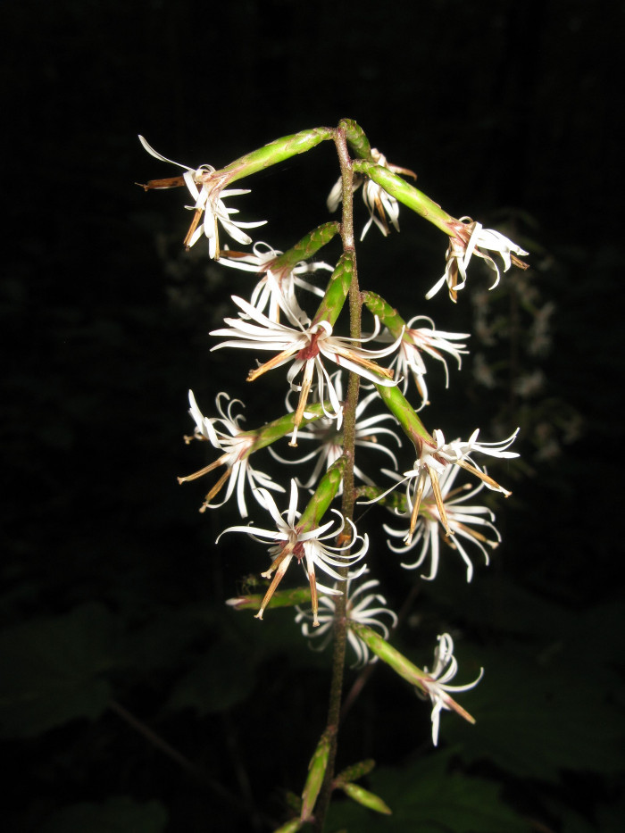 가야단풍취 - Ainsliaea acerifolia var. subapoda Nakai