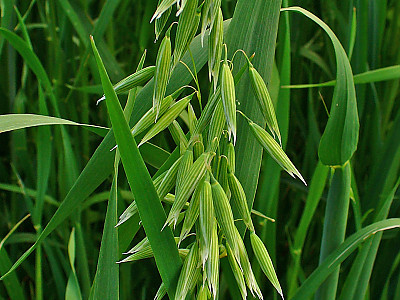 귀리 사진 - Avena sativa L. Photos