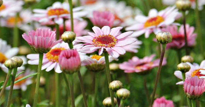 마아가렛 - Argyranthemum frutescens