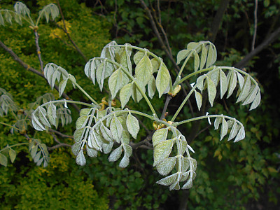 다릅나무 사진 - Maackia amurensis Rupr. & Maxim. var. amurensis Photos