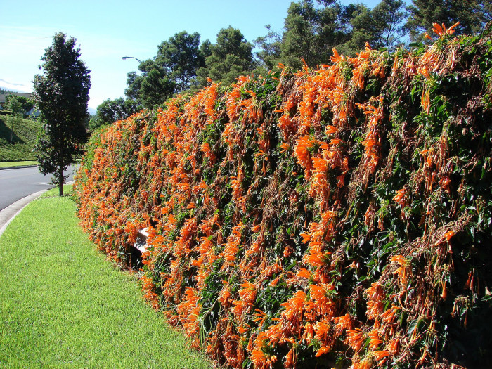 파장화 - Flame vine, Orange trumpet creeper, Pyrostegia venusta