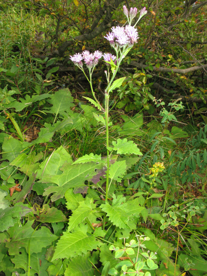 구와취 - Saussurea ussuriensis Maxim.