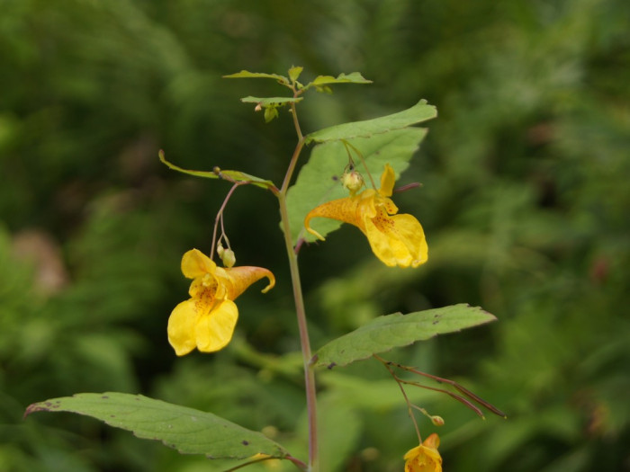 노랑물봉선 - Impatiens nolitangere L. var. nolitangere