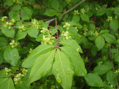 당회잎나무 사진 - Euonymus alatus for. apterus (Regel) Rehder Photos