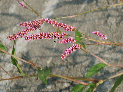 개여뀌 사진 - Persicaria longiseta (Bruijn) Kitag. Photos