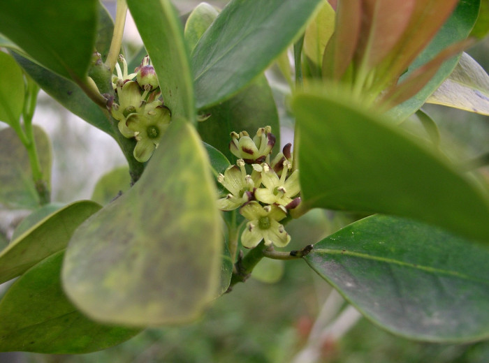 감탕나무 - Ilex integra Thunb.