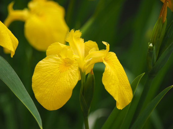 노랑꽃창포 - Yellow irid, Iris pseudacorus L.