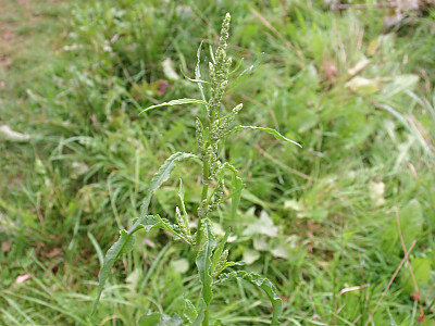 개대황 사진 - Rumex longifolius DC. Photos