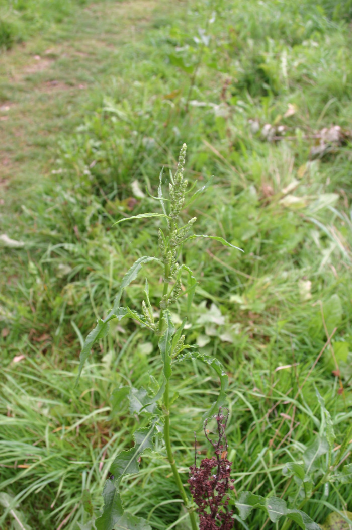 개대황 - Rumex longifolius DC.