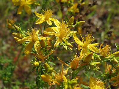 서양고추나물 사진 - Hypericum perforatum L. Photos
