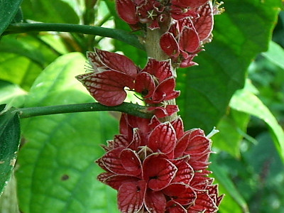 파보니아 스트릭티플로라 사진 - Pavonia strictiflora Photos