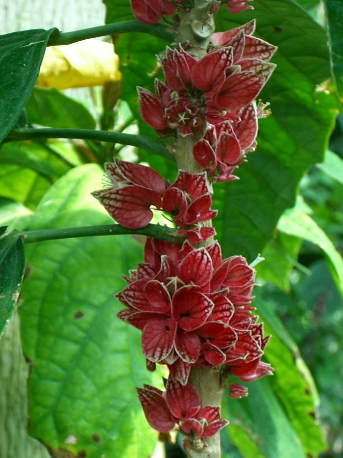 파보니아 스트릭티플로라 - Pavonia cauliflora, Pavonia strictiflora