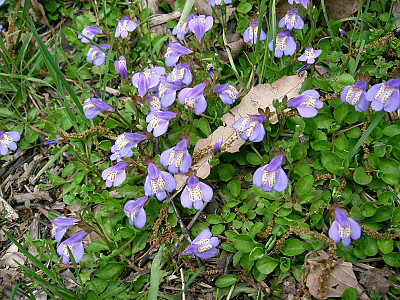 누운주름잎 사진 - Mazus miquelii Makino Photos