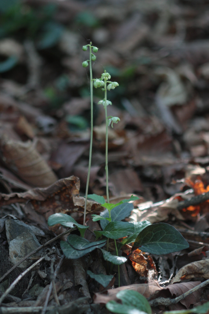 노루발 - Pyrola japonica Klenze ex Alef.