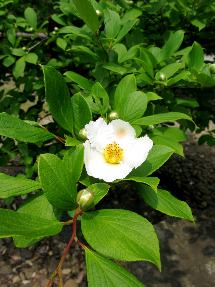 노각나무 - Stewartia pseudocamellia Maxim.
