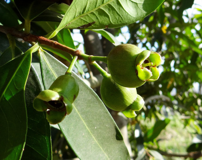 로즈애플  - rose apple, Syzygium jambos