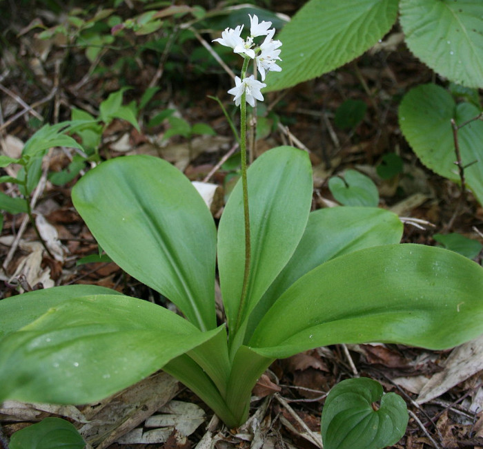나도 옥잠화 - Clintonia udensis