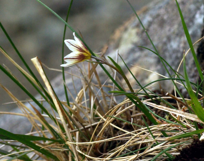 개감채 - Lloydia serotina (L.) Rchb.