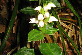 섬사철란 - Goodyera maximowicziana Makino